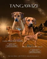 Rhodéský ridgeback s PP - štěňata FCI