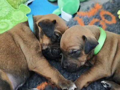 Rhodéský ridgeback s PP - štěňata FCI