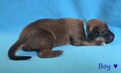 Rhodéský ridgeback s PP - štěňata FCI