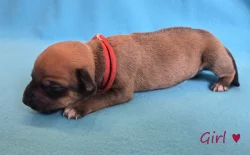 Rhodéský ridgeback s PP - štěňata FCI