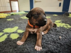 Rhodéský ridgeback s PP - štěňata FCI