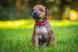 Rhodéský ridgeback s PP - štěňata FCI