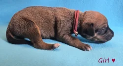 Rhodéský ridgeback s PP - štěňata FCI