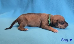 Rhodéský ridgeback s PP - štěňata FCI