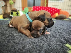 Rhodéský ridgeback s PP - štěňata FCI
