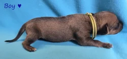 Rhodéský ridgeback s PP - štěňata FCI