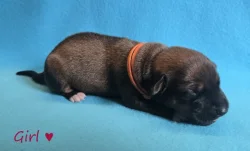 Rhodéský ridgeback s PP - štěňata FCI