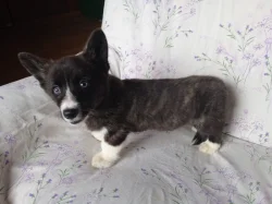 Welsh Corgi