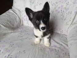 Welsh Corgi