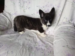 Welsh Corgi