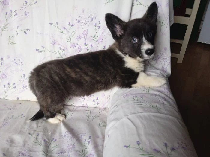 Welsh Corgi