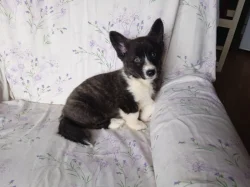 Welsh Corgi
