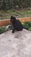 Krásný černý kocourek ( Scottish Fold ) s hnědýma očima