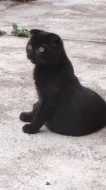Krásný černý kocourek ( Scottish Fold ) s hnědýma očima
