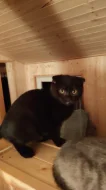 Krásný černý kocourek ( Scottish Fold ) s hnědýma očima