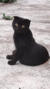 Krásný černý kocourek ( Scottish Fold ) s hnědýma očima