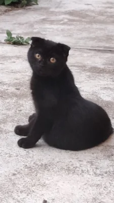 Krásný černý kocourek ( Scottish Fold ) s hnědýma očima