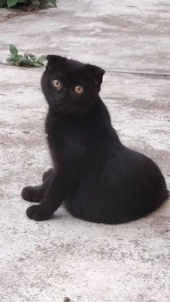 Krásný černý kocourek ( Scottish Fold ) s hnědýma očima