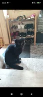 Krásný černý kocourek ( Scottish Fold ) s hnědýma očima