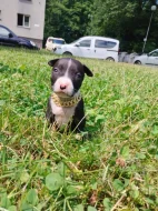 🐶 Americký pitbulteriér