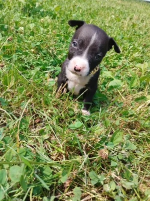 🐶 Americký pitbulteriér