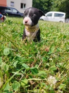 🐶 Americký pitbulteriér