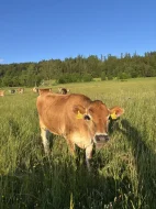 Jersey