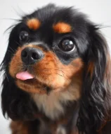 Štěňata Kavalír King Charles španěla