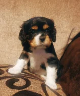 Štěňata Kavalír King Charles španěla