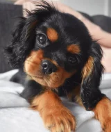 Štěňata Kavalír King Charles španěla