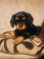 Štěňata Kavalír King Charles španěla