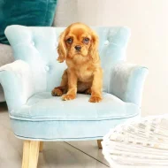 Štěňata Kavalír King Charles španěla