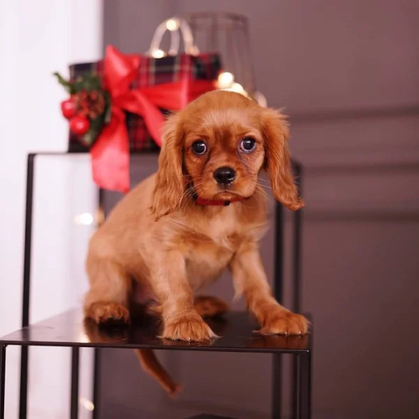Štěňata Kavalír King Charles španěla