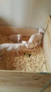 Unikátní štěňata albínských dobermanů..napište mi na