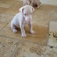 Unikátní štěňata albínských dobermanů..napište mi na