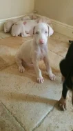 Unikátní štěňata albínských dobermanů..napište mi na