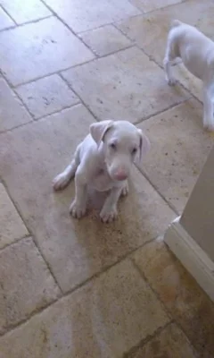 Unikátní štěňata albínských dobermanů..napište mi na