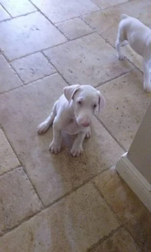 Unikátní štěňata albínských dobermanů..napište mi na