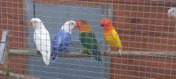 Agapornis fišery