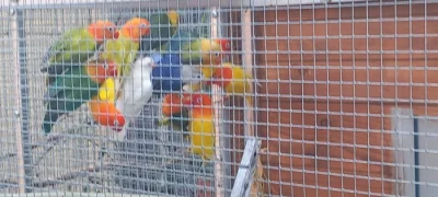 Agapornis fišery