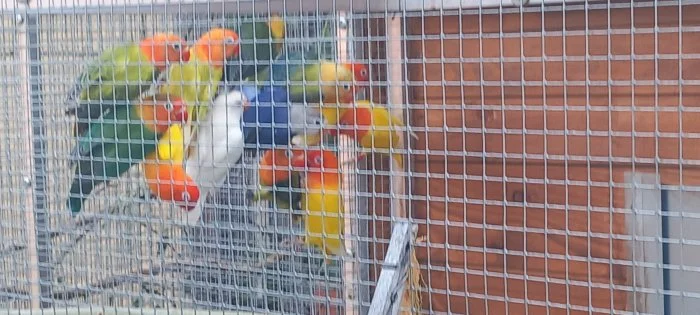 Agapornis fišery