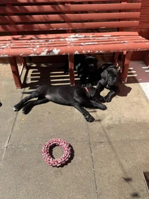 SALÁTNÍ!! Čistokrevná štěňata šampiona Cane Corso SNÍŽENÁ NABÍDKA 
