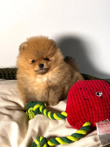 Pomeranian