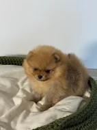 Pomeranian