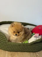 Pomeranian