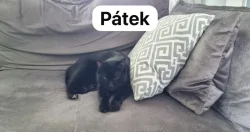 Hledám domov pro ztraceného kocourka...