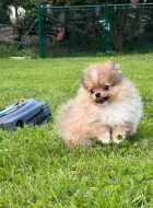 Pomeranian klouček