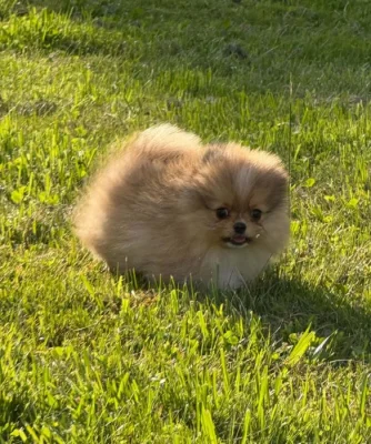 Pomeranian klouček