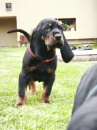 Black And tan coonhound