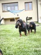 Black And tan coonhound